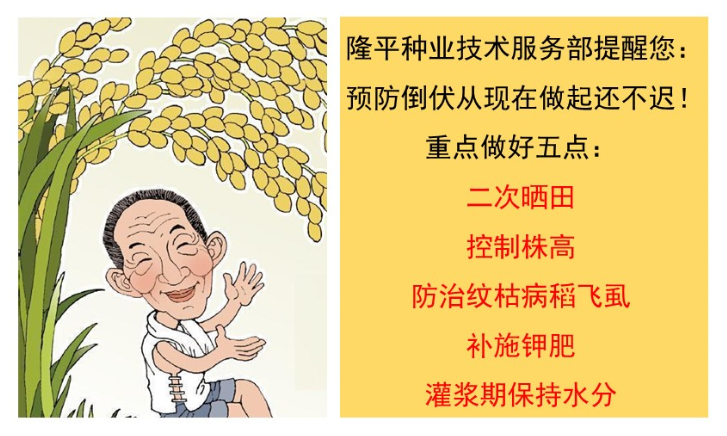 老王家的直播稻為什么不倒？
